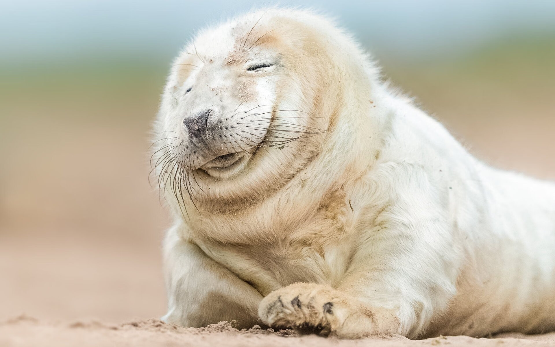 曼城点球大战惊魂晋级,佩德里跨界狂飙上演速度与激情双线奇迹!